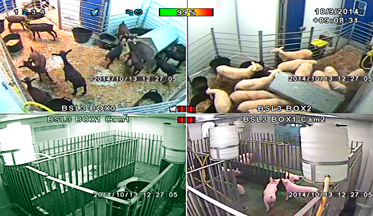 Video control de boxes de animalario