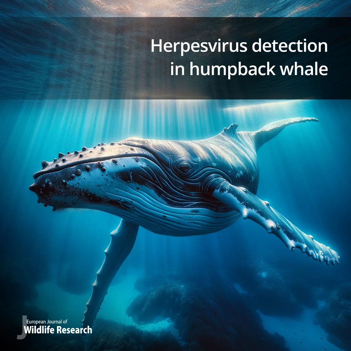 Molecular detection of herpesvirus in a skin lesion of a humpback whale (Megaptera novaeangliae) from the Western Mediterranean Sea