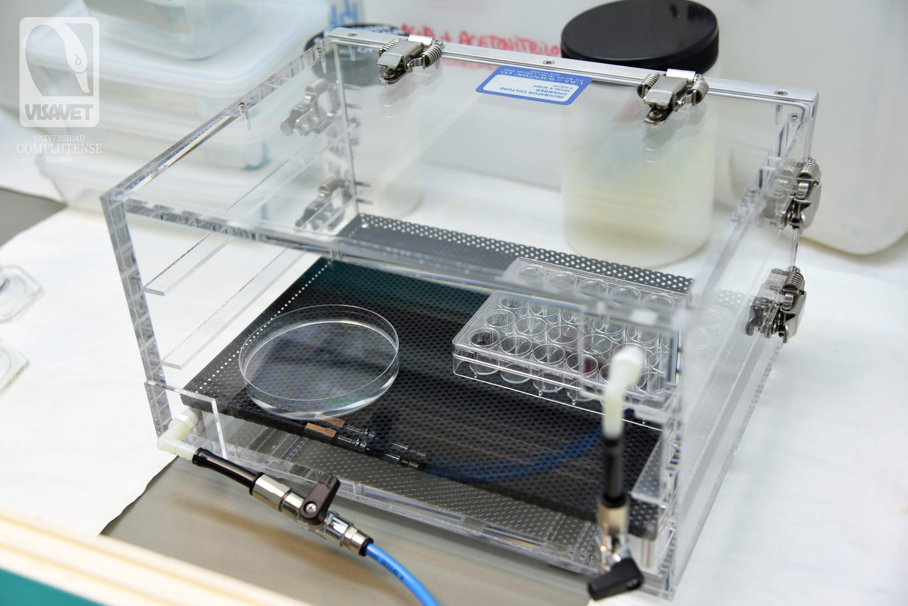 Placa cultivo celular cámara incubadora