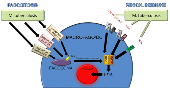 Esquema de los receptores de las células presentadoras de antígeno implicados en el reconocimiento inmune y la fagocitosis de las micobacterias del complejo M. tuberculosis