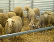 Supuesto Experiencia con Brucesolis ovina en animalario