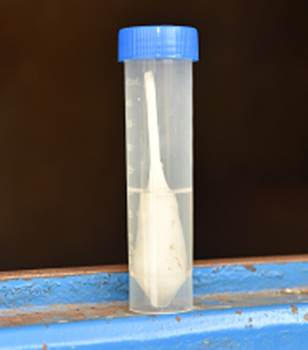Hisopo nasofaríngeo correctamente introducido en un tubo estéril con salino estéril