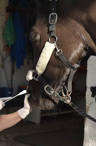 Sampling a horse by using a nasopharingeal swab