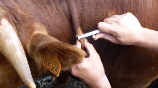 SCIT test bovine tuberculosis