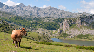 Bovine cattle Spain VISAVET