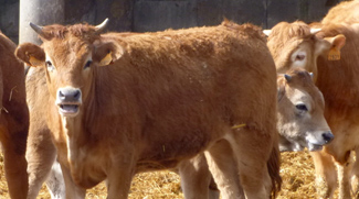 Tuberculosis in bovine animals