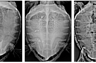 Radiografa simple en proyeccin DV de ejemplares de tortuga boba a su llegada al CR.  Garca-Prraga