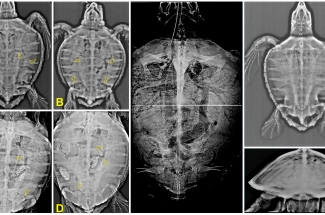 Radiografas de ejemplares de tortuga marina con EG.  Garca-Prraga