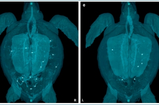 Vista dorsal de la representacin 3D de los espacios llenos de aire-gas de una tortuga con EG sistmico moderado antes (A) y despus (B) de HBOT.  Garca-Prraga