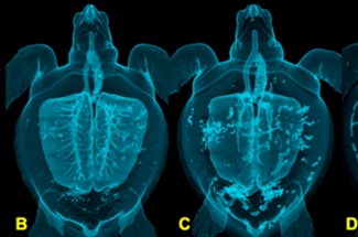 Vista dorsal de 4 reconstrucciones volumtricas en 3D mostrando las cavidades llenas de aire en el interior de los animales, correspondientes a los 4 grados de afectacin por EG.  Garca-Prraga