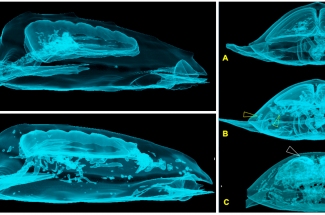 Reconstrucciones volumtricas en 3D mostrando las cavidades llenas de aire en el interior de las tortugas, correspondientes a un caso sin EG, EG moderado y EG severo.  Garca-Prraga