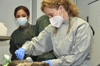 Blanca Chinchilla. Science Week. Madri+d. 2022. Veterinary Forensic