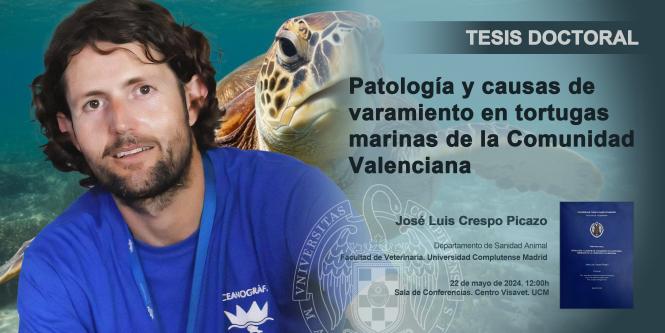 Jos Luis Crespo Picazo. Pathology and causes of stranding in sea turtles in the Valencian Region