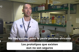 African swine fever (ASF) virus. José Ángel Barasona