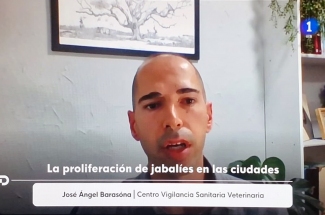 José Ángel Barasona. The proliferation of wild boars in cities