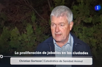 Christian Gortazar. The proliferation of wild boars in cities