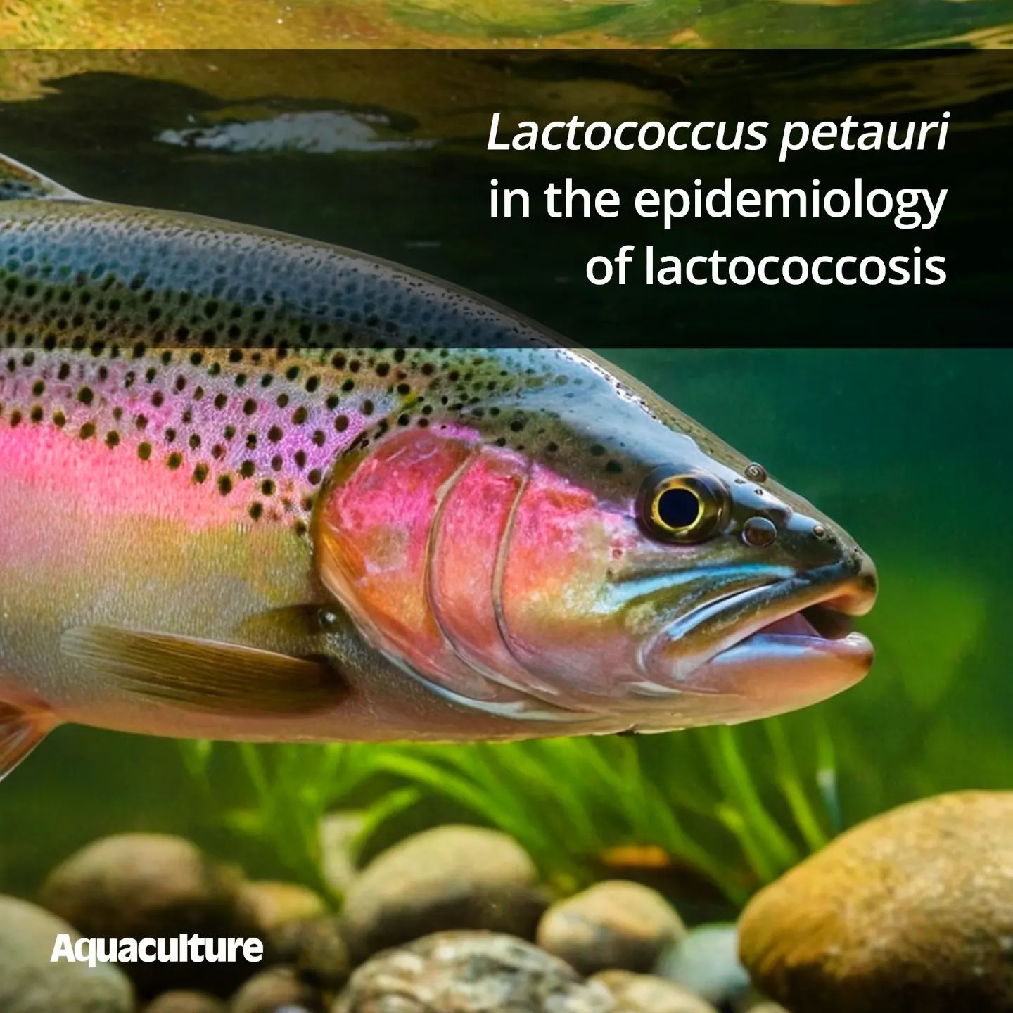 The association of Lactococcus petauri with lactococcosis is older than expected