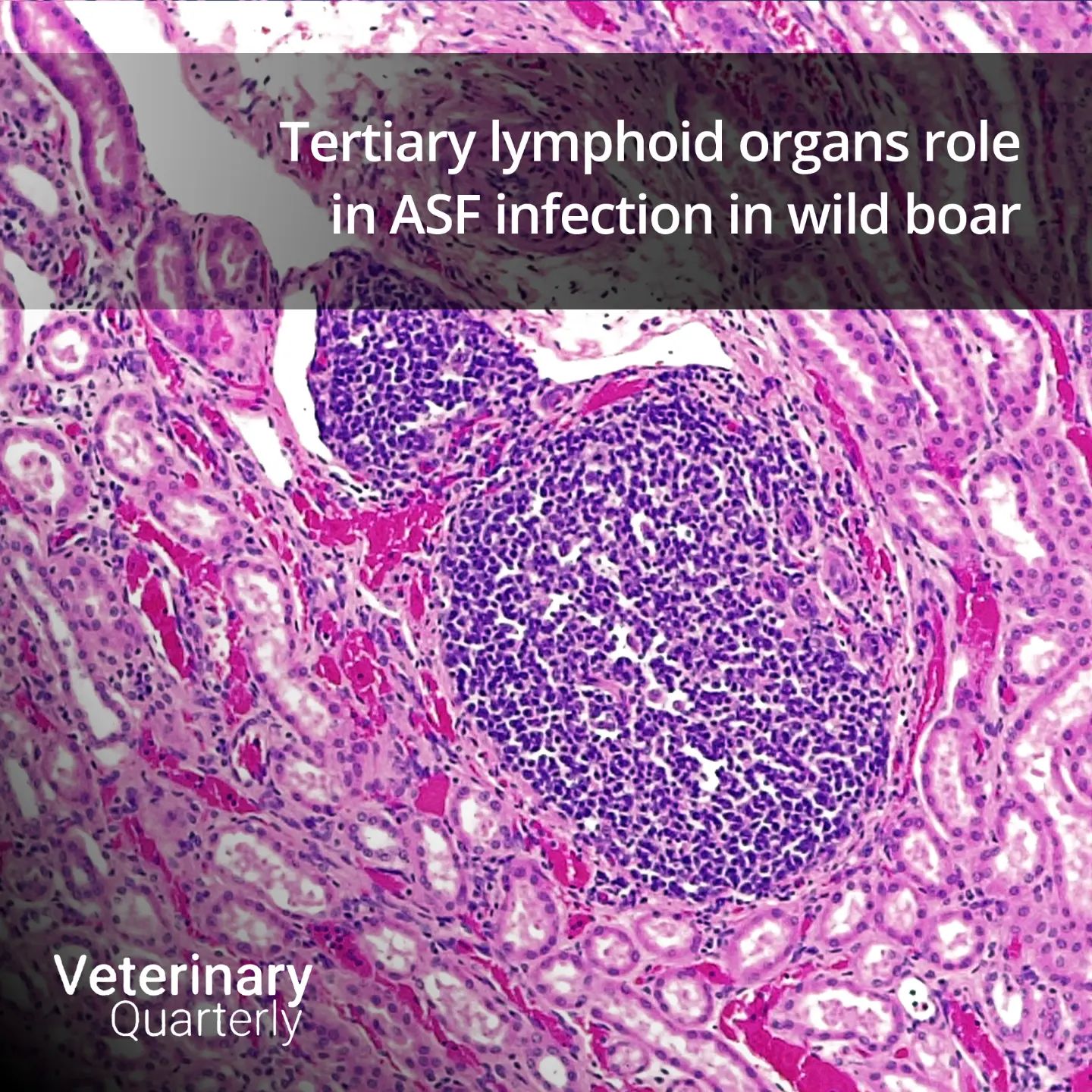 Tertiary lymphoid organs in wild boar exposed to a low-virulent isolate of African swine fever virus