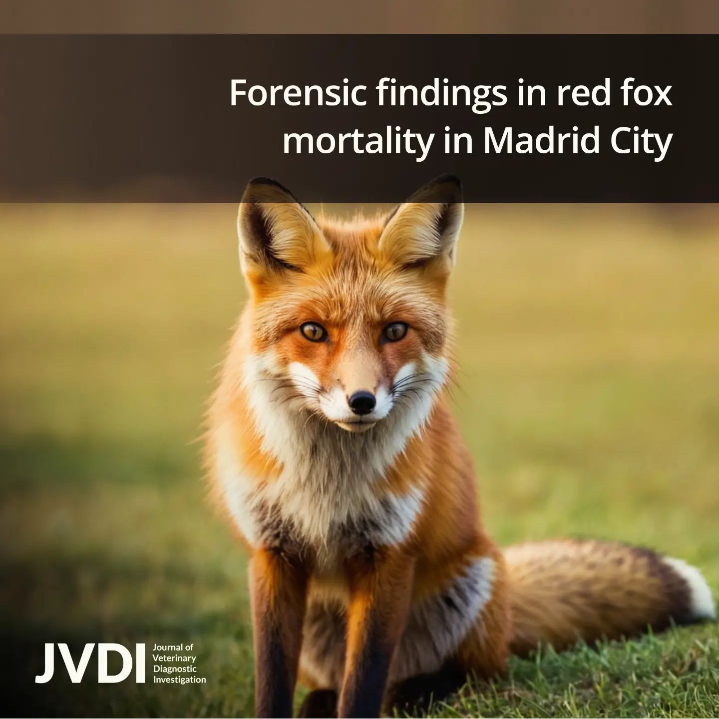 Forensic findings in urban red fox mortality in the metropolitan area of Madrid, 2014-2022